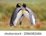 King penguin couple cuddling, wild nature. Two penguins making love in the grass. Wildlife scene from nature. Bird behavior, wildlife scene from nature, Antarctica. Bird love in nature. 