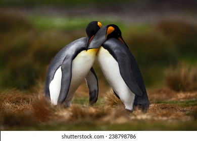 King penguin couple cuddling in wild nature with green background. - Shutterstock ID 238798786