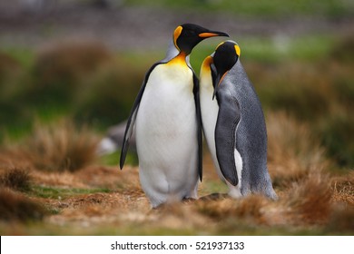 King penguin couple cuddling in wild nature with green background. Two penguins making love in the grass. Wildlife scene from nature. - Shutterstock ID 521937133