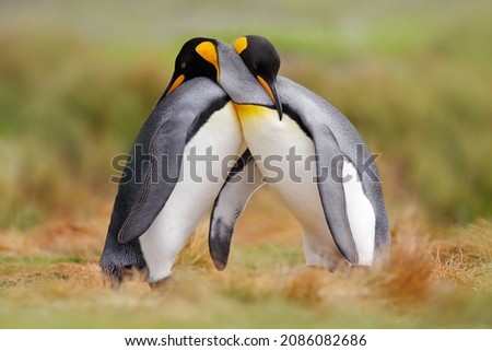 King penguin couple cuddling, wild nature. Two penguins making love in the grass. Wildlife scene from nature. Bird behavior, wildlife scene from nature, Antarctica. Bird love in nature. 