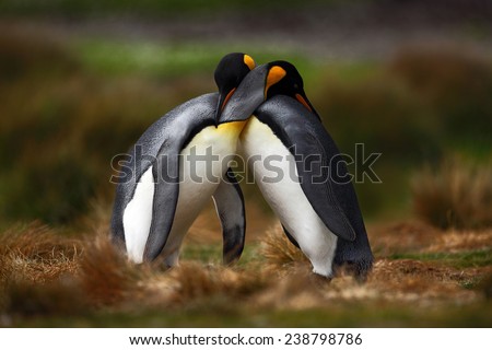 King penguin couple cuddling in wild nature with green background.