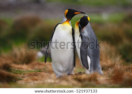 King penguin couple cuddling in wild nature with green background. Two penguins making love in the grass. Wildlife scene from nature.