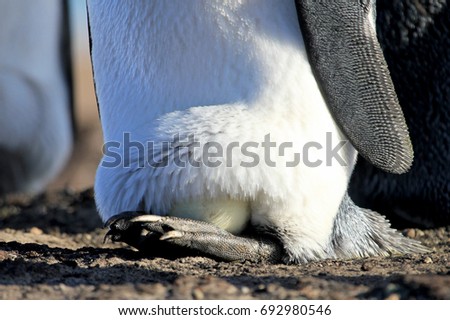 King penguin with an egg between the feet, aptenodytes patagonicus, Saunders Falkland Islands Malvinas