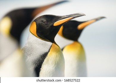  King Penguin At Falkand Islands