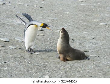 King Penguin Fight With Fur Seal In South Georgia