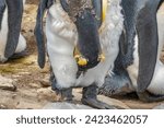 King penguin getting rid of its remaining old plumage during moulting, Lagoon Bluff, Stanley, Falkland Islands (Islas Malvinas), UK