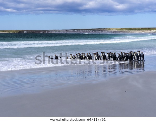 King Penguin\
Group, Aptenodytes patagonica, jumps into the sea Volunteer Point\
Volunteer Point, Falklands /\
Malvinas