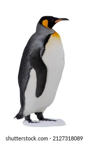 King Penguin Isolated On The White Background