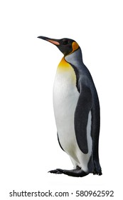 King Penguin Isolated On White