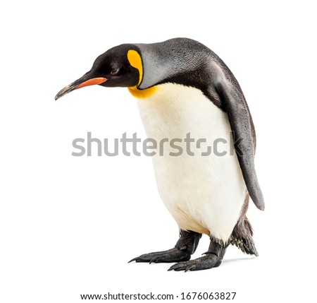 King penguin looking down, isolated on white