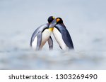 King penguin mating couple cuddling in wild nature, snow and ice. Pair two penguins making love. Wildlife scene from white nature. Bird behavior, wildlife scene from nature, South Georgia, Antarctica.