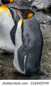 King Penguin On The Ground. Latin Name - Aptenodytes Patagonicus
