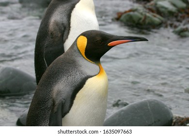 King Penguin On Macquarie Island Australia