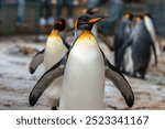 King Penguin Parade: Majestic March at the Zoo