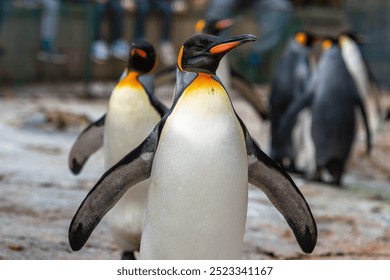 King Penguin Parade: Majestic March at the Zoo