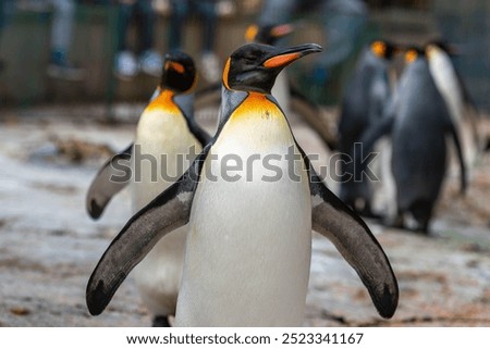 King Penguin Parade: Majestic March at the Zoo