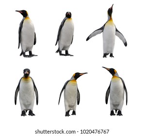 King Penguin Set Isolated On White