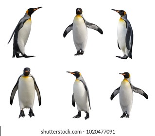 King Penguin Set Isolated On White