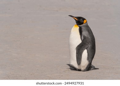 King Penguin Sleeps Standing Up Holding Baby Egg with Feet in Pouch Standing on Right Side of the Frame Bright Sunny Day on Beach in the Falkland Islands - Powered by Shutterstock