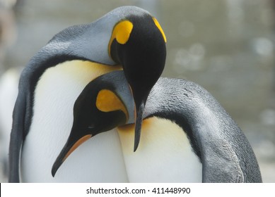 King Penguin In South Georgia