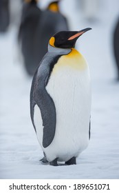 King Penguin, South Georgia, Antarctica