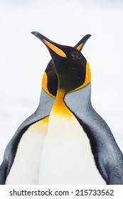 King Penguin, South Georgia, Antarctica