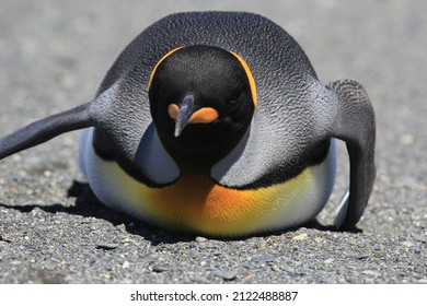 King Penguin South Georgia, Southern Ocean, Seabird, Feathers, Feather, Fish, Krill, Beak, Bird Nest, Endangered Species, Southern Ocean, Species, Bird, Flying, Fly, Cute, Adorable,