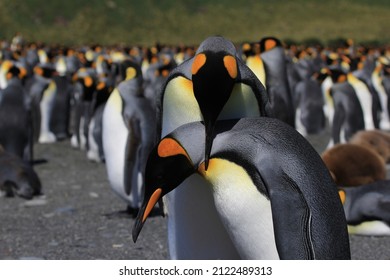 King Penguin, South Georgia, Southern Ocean, Seabird, Feathers, Feather, Fish, Krill, Beak, Bird Nest, Endangered Species, Southern Ocean, Species, Bird, Flying, Fly, Cute, Adorable