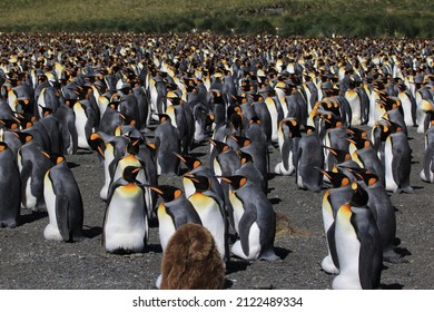 King Penguin, South Georgia, Southern Ocean, Seabird, Feathers, Feather, Fish, Krill, Beak, Bird Nest, Endangered Species, Southern Ocean, Species, Bird, Flying, Fly, Cute, Adorable