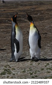 King Penguin, South Georgia, Southern Ocean, Seabird, Feathers, Feather, Fish, Krill, Beak, Bird Nest, Endangered Species, Southern Ocean, Species, Bird, Flying, Fly, Cute, Adorable