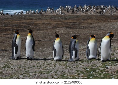 King Penguin, South Georgia, Southern Ocean, Seabird, Feathers, Feather, Fish, Krill, Beak, Bird Nest, Endangered Species, Southern Ocean, Species, Bird, Flying, Fly, Cute, Adorable