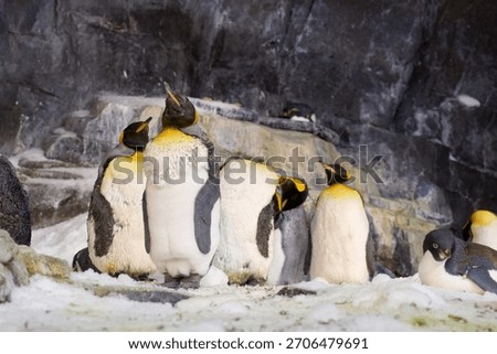 A king penguin stands in the foreground while another penguin rests nearby. Snow, ice, and rock create a crisp polar setting.