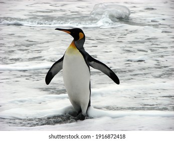 King Penguin Strutting In The Ocean In South Georgia Antarctica