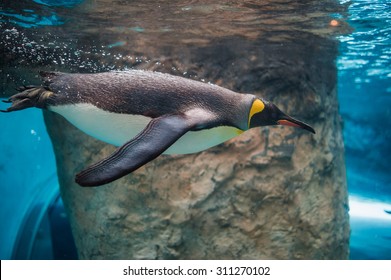 king penguin swimming