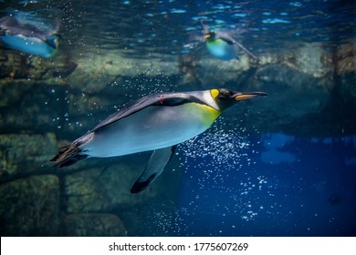 king penguin swimming in the aquarium