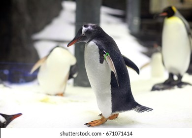 King Penguin At Sydney SEA LIFE Aquarium 