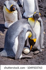 King Penguin Transfer Egg