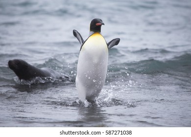 King Penguin Asahiyama Zoo Asahikawa Hokkaido Stock Photo 1223663965 ...