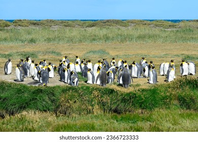 Pingüinos Rey (Aptenodytes patagonicus), colonia en Bahia Inutil, Parque Pingüino Rey, Porvenir, Provincia Tierra del Fuego, Tierra del Fuego, Chile