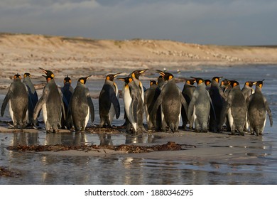 Aptenodytes の画像 写真素材 ベクター画像 Shutterstock