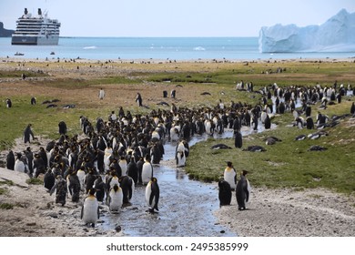 King Penguins (Aptenodytes patagonicus) on the coastal plain, Fortuna Bay, South Georgia. - Powered by Shutterstock