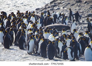 King Penguins Bask Sunshine St Andrews Stock Photo 779171935 | Shutterstock