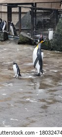 King Penguins In Edinburgh Zoo