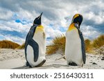 King Penguins The Falkland Islands