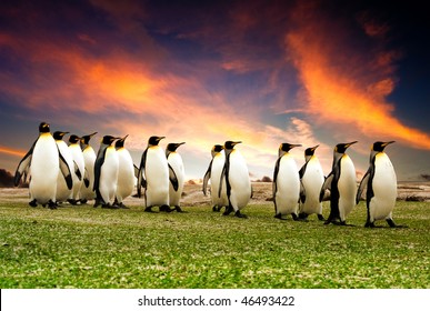 King Penguins In The Falkland Islands