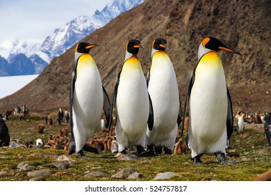 King penguins in Fortuna Bay on South Georgia, the Antarctic