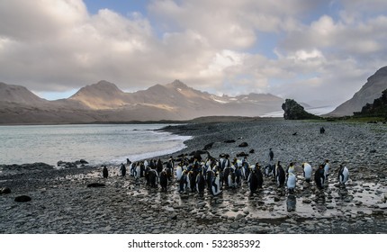 King Penguins at Fortuna Bay, South Georgia. Fortuna Bay hosts one of the largest Penguin rookeries in the Atlantic convergence Area. 