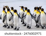 King penguins group walk at the beach