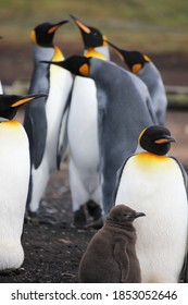 King Penguins Groups Bluff Cove