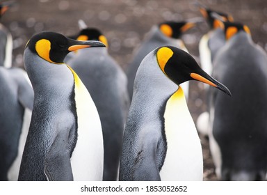 King Penguins Groups Bluff Cove